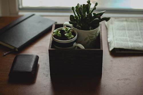 flora succulent pants on vase jar