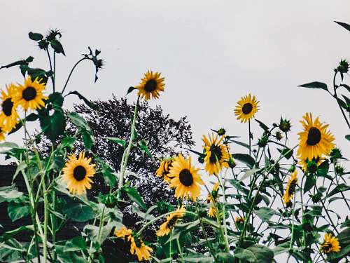 flower sun flower field during daytime blossom