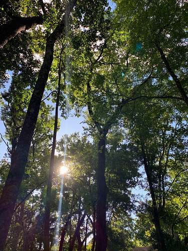 flare sun rays coming through green trees light