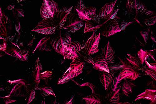 maine top view of pink coleus plants united states