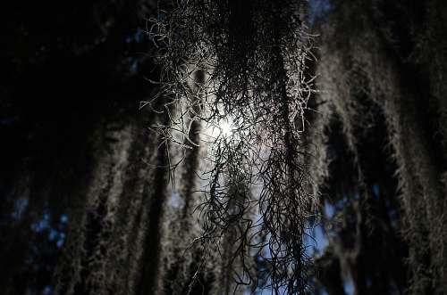 tree vine plant new orleans