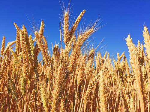 grain wheat field wheat