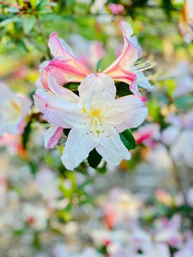 blossom white and pink flower in tilt shift lens flower