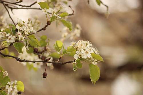 blossom white cherry blossom in close up photography flower