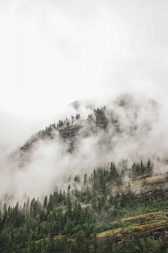 tree white clouds covering green mountain abies
