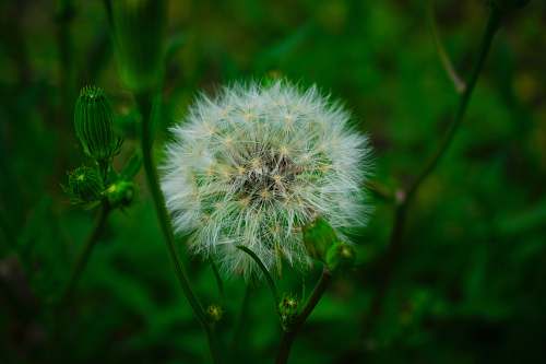 flower white dandelion plant dandelion