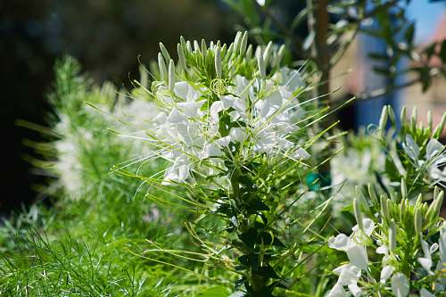 flower white flowers with green leaves blossom