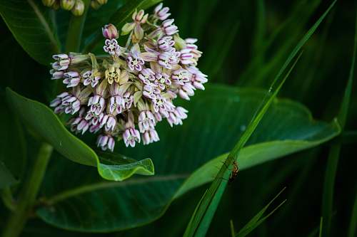 flower white petaled flowers blossom