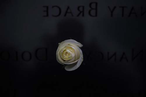 flower white rose rose