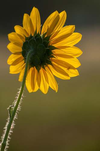 flower yellow flower in tilt shift lens sunflower