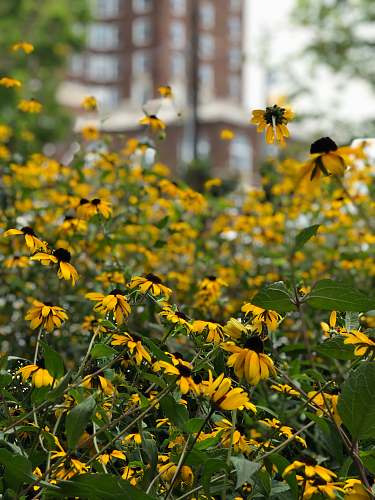 blossom yellow petaled flower flower