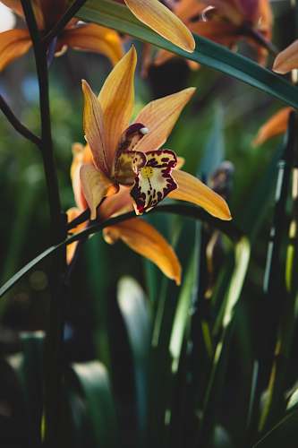 flower yellow petaled flower blossom