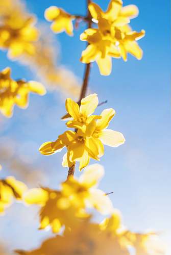 spring yellow petaled flowers blossom
