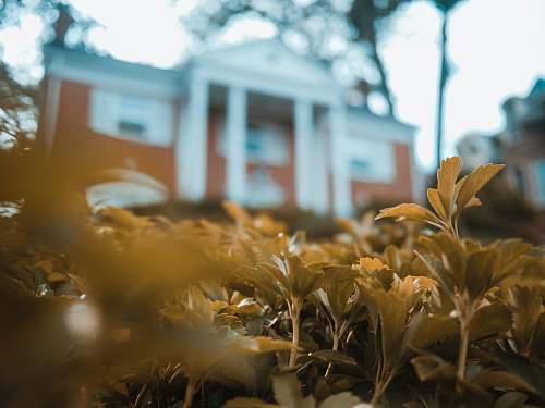 grass shallow focus photography of green leaves building
