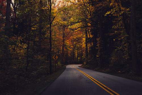 forest empty road between trees highway