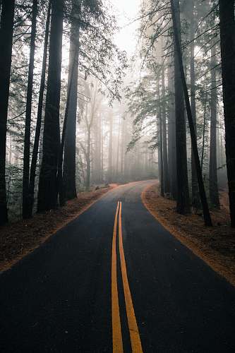 forest gray and yellow road surrounded by trees tree