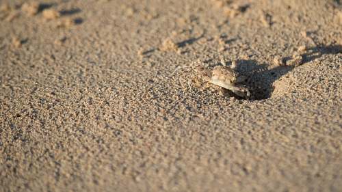 sunrise beige soil crab