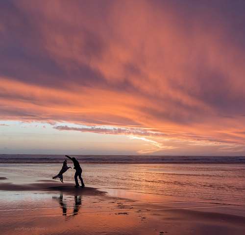 beach silhouette of a man and golden retriever playing in seashire coast