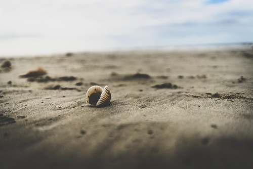 animal white seashell on beach sand invertebrate