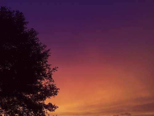 sunset green tree at golden hour dusk