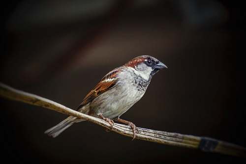bird white and brown bird animal