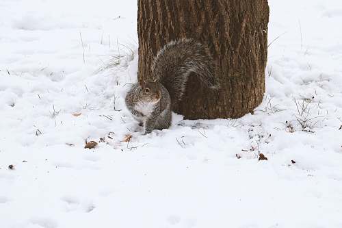 rodent squirrel looking at it's right beside tree during winter mammal