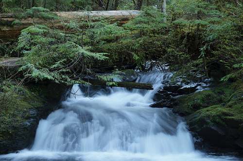 water green leaf plants on top of waterfall forest