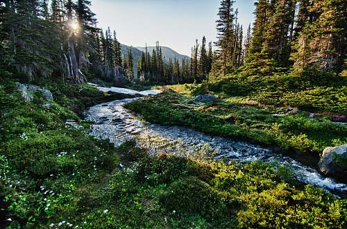 water landscape photography of river with trees forest