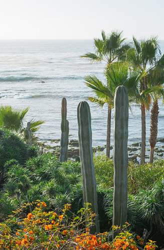 plant green-leaved plants arecaceae
