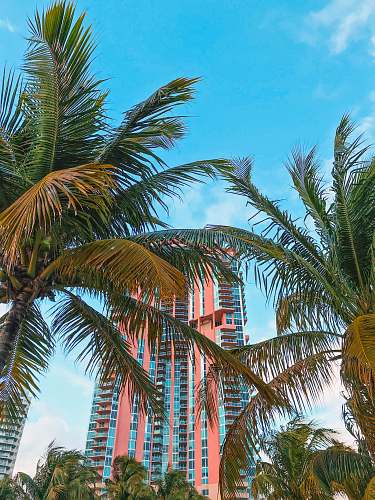 arecaceae palm tree near white and red concrete building under blue sky during daytime palm tree
