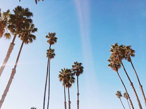 arecaceae palm trees in low angle photography palm tree