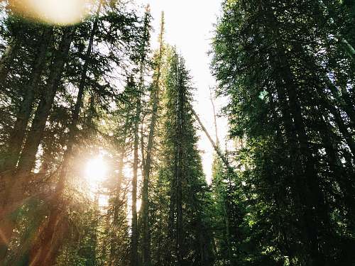 tree low angle photography of green leafed trees forest