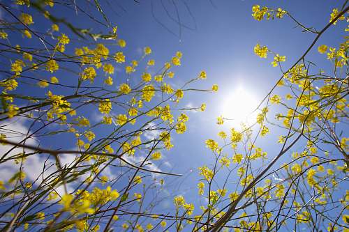 tree low angle photography of yellow petaled flowers flower