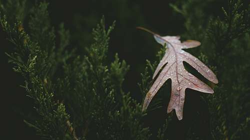 leaf  plant
