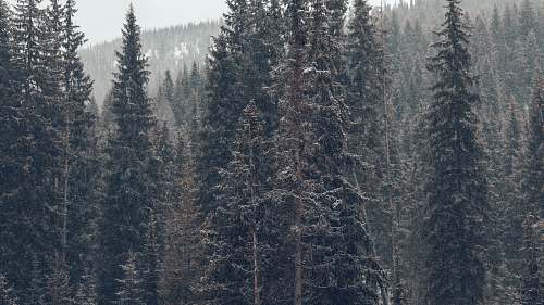 grey aerial photo of trees forest