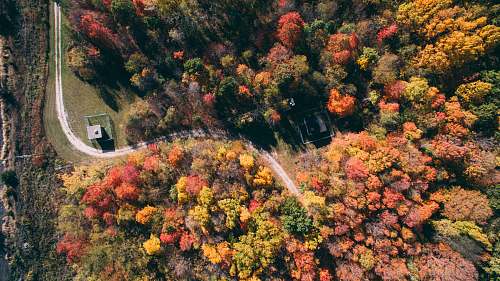 plant aerial photography of road between trees at daytime fenton