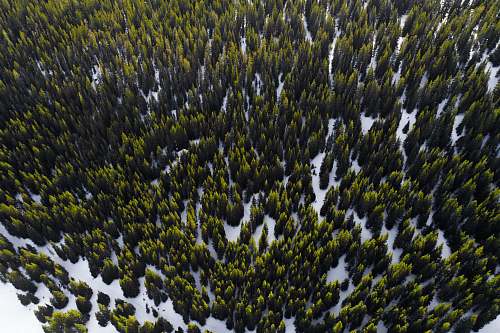 frisco aerial photography of trees in winter at daytime colorado