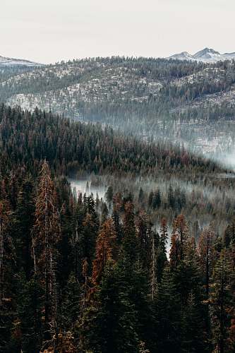 plant aerial view of pine trees abies