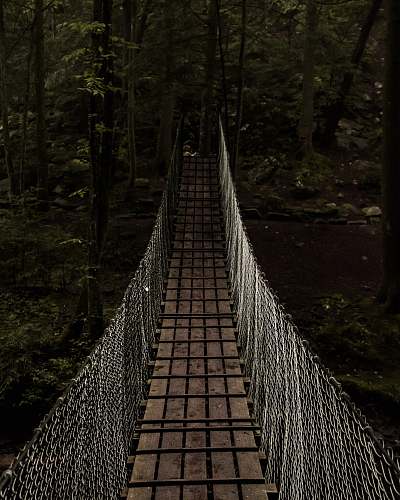 forest bridge towards forest bridge