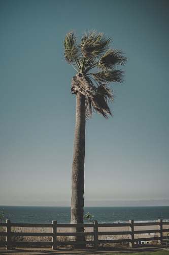 plant brown and green palm tree palm tree