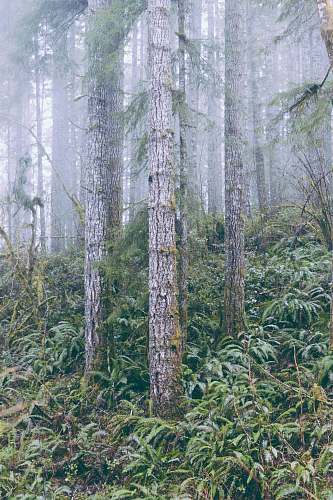 plant brown and green trees in forest vegetation