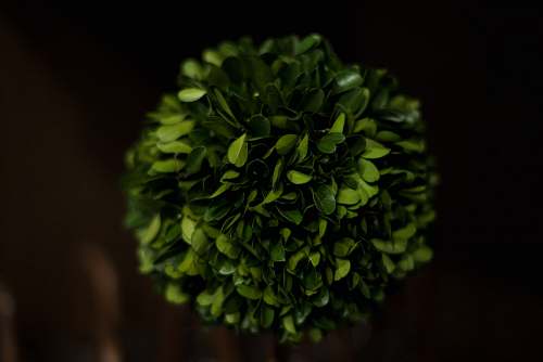 green close up photography of green leaves plant