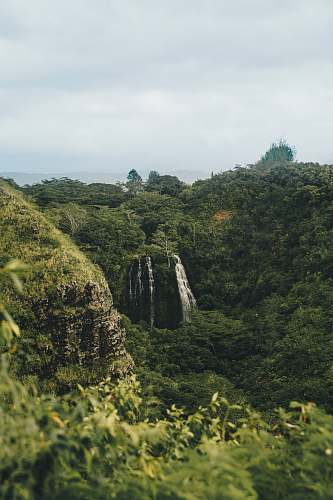 forest forest with waterfall vegetation