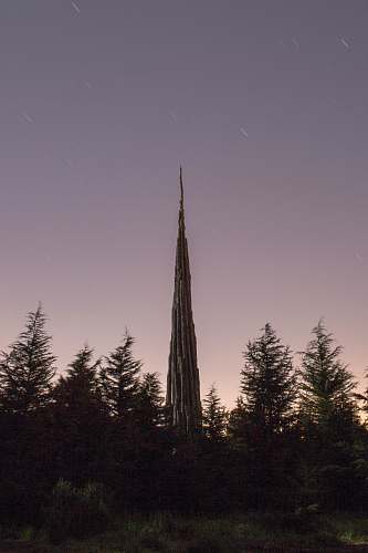 plant gray tower behind pine trees spire