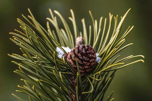 plant green leaf plant with black pot conifer