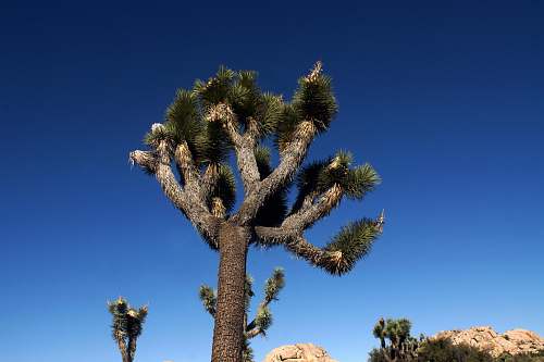 conifer green leafed tree flora