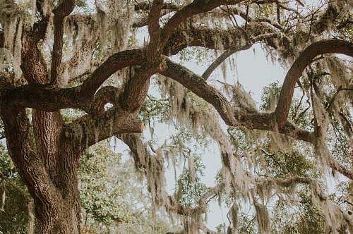 savannah green leafed tree near tree at daytime united states