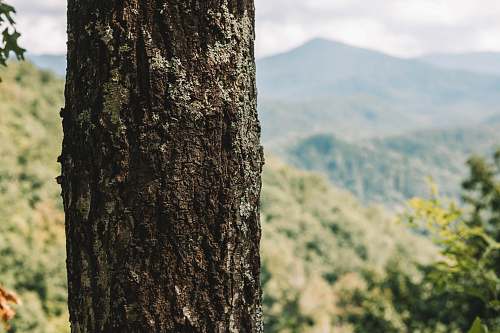 plant green-leafed tree nature