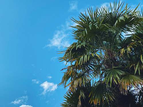plant green palm tree under blue sky during daytime arecaceae