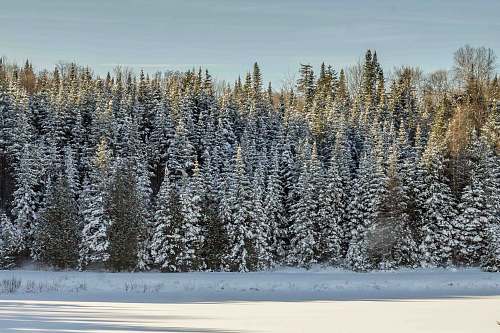 grey green pine tress surrounded by snow during daytime east hardwick